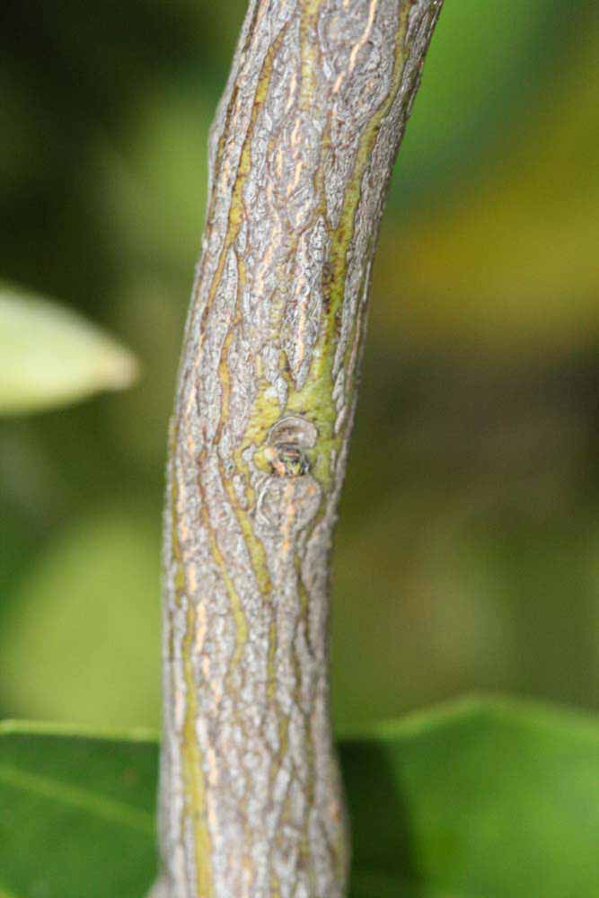              Second - third year twig (Riverside, CA)       